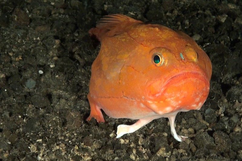 Rape bostezador rosado (Chaunax pictus). El Hierro, islas Canarias, España. Septiembre 2014 / Foto: Oceana