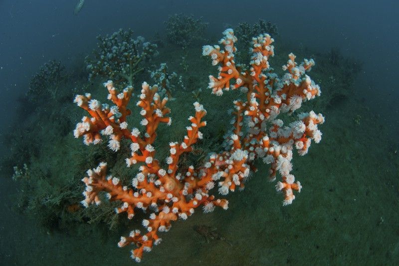 Corales árbol (Dentrophyllia ramea). Montañas submarinas, Rota, Cádiz, España. Julio 2010 / Foto: Carlos Suárez - Oceana