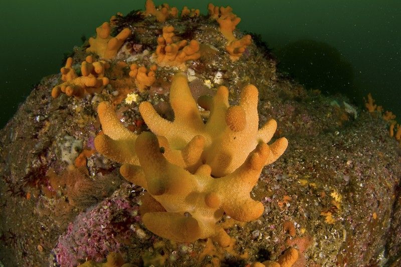 Manos de muerto (Alcynium digitatum). Parque Nacional Marítimo-Terrestre de las islas Atlánticas de Galicia, ría de Arousa, Galicia, España. Junio 2008 / Foto: Carlos Suárez - Oceana