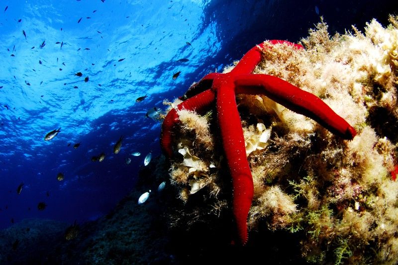 Estrella de mar púrpura. Parque Nacional del Archipiélago de Cabrera, islas Baleares, España. Septiembre 2007 / Foto: Juan Cuetos - Oceana 