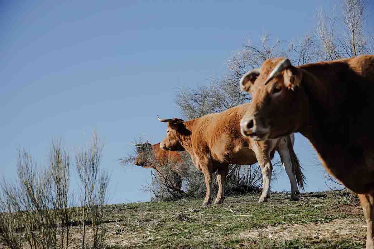 Vacas pastando en una finca de ganadería extensiva. ONG piden una moratoria de los proyectos de ganadería industrial / Foto:  Carlos Luján - EP