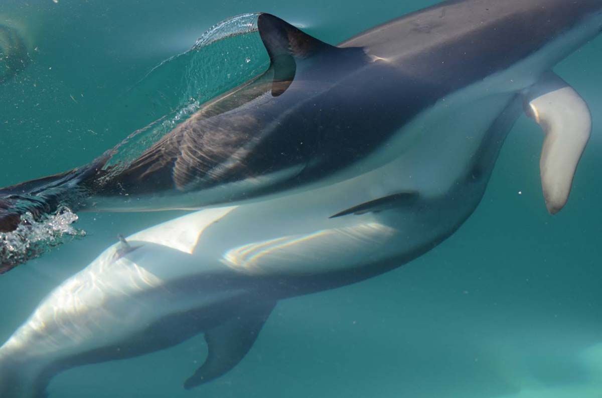 Esta fotografía muestra la excitación de los delfines. Las hembras de delfín tienen un clítoris funcional / Foto: Dara Orbach - SINC
