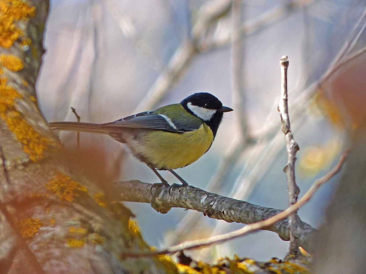 Las aves pueden oler qué árbol está infectado. Carbonero común 'Parus major' / Foto: Pixabay