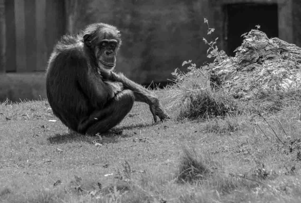 Los chimpancés se suelen distanciar de los individuos enfermos. Distanciamiento social: / Foto: SINC
