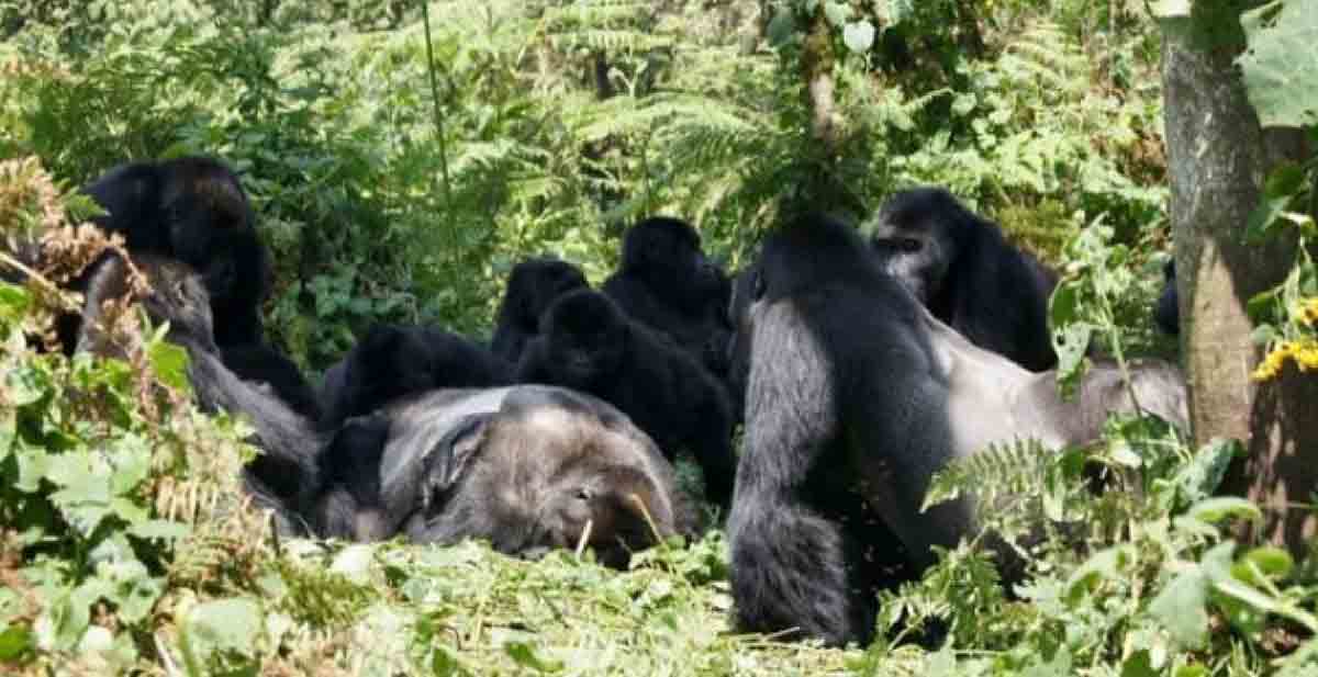 Un grupo de gorilas de Grauer se reúne alrededor del cuerpo de un gorila macho / Foto: Dian Fossey Gorilla Fund International