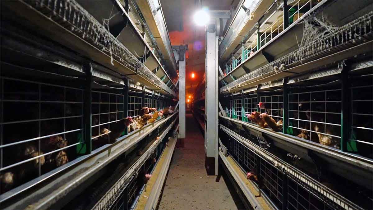Pasillo de granja de cría intensiva de gallinas en jaulas / Foto: Equalia
