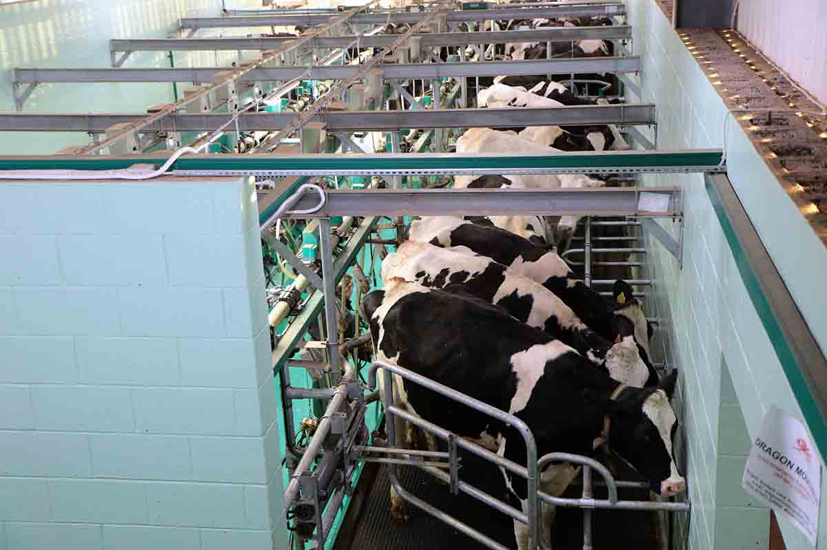 Vacas en el interior en una granja de producción de leche / Foto: Pixabay
