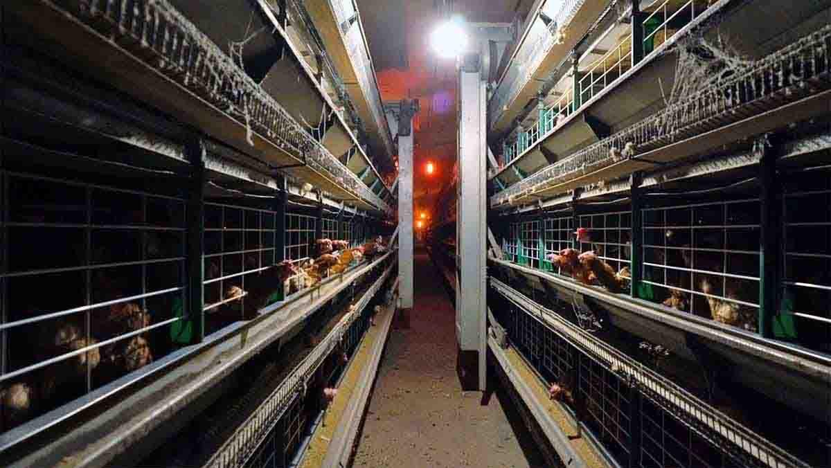 Pasillo de macrogranjas de cría intensiva de gallinas en jaulas / Foto: Equalia