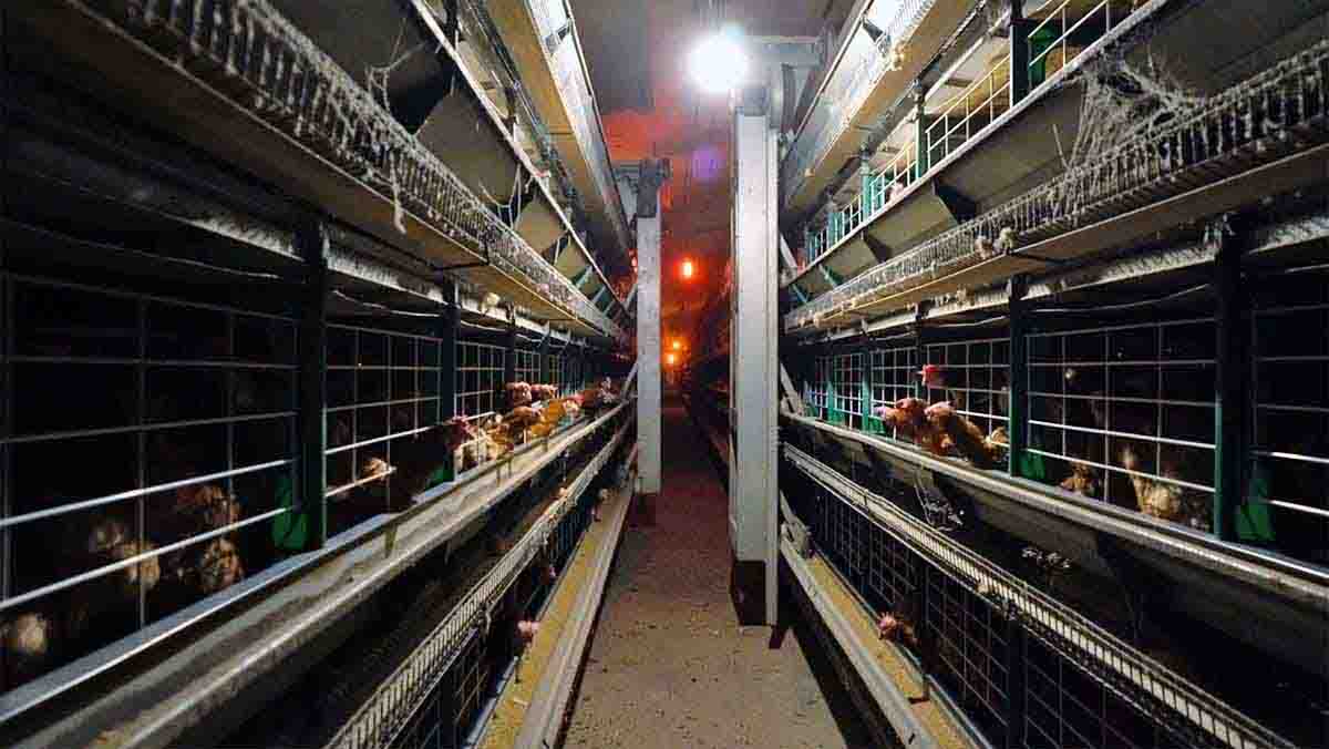 Pasillo de macrogranjas de cría intensiva de gallinas en jaulas / Foto: Equalia Pasillo de macrogranjas de cría intensiva de gallinas en jaulas / Foto: Equalia