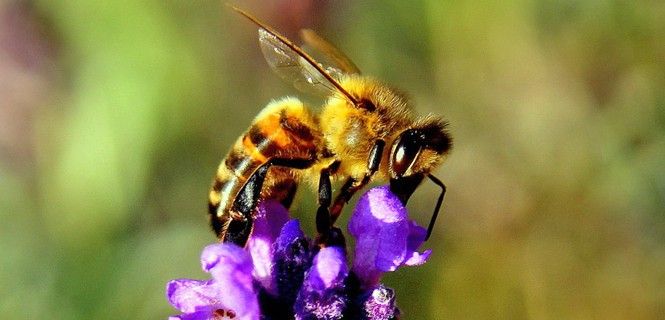 Las abejas son especialmente vulnerables al cambio climático / Foto: Chez Beate - Pixabay