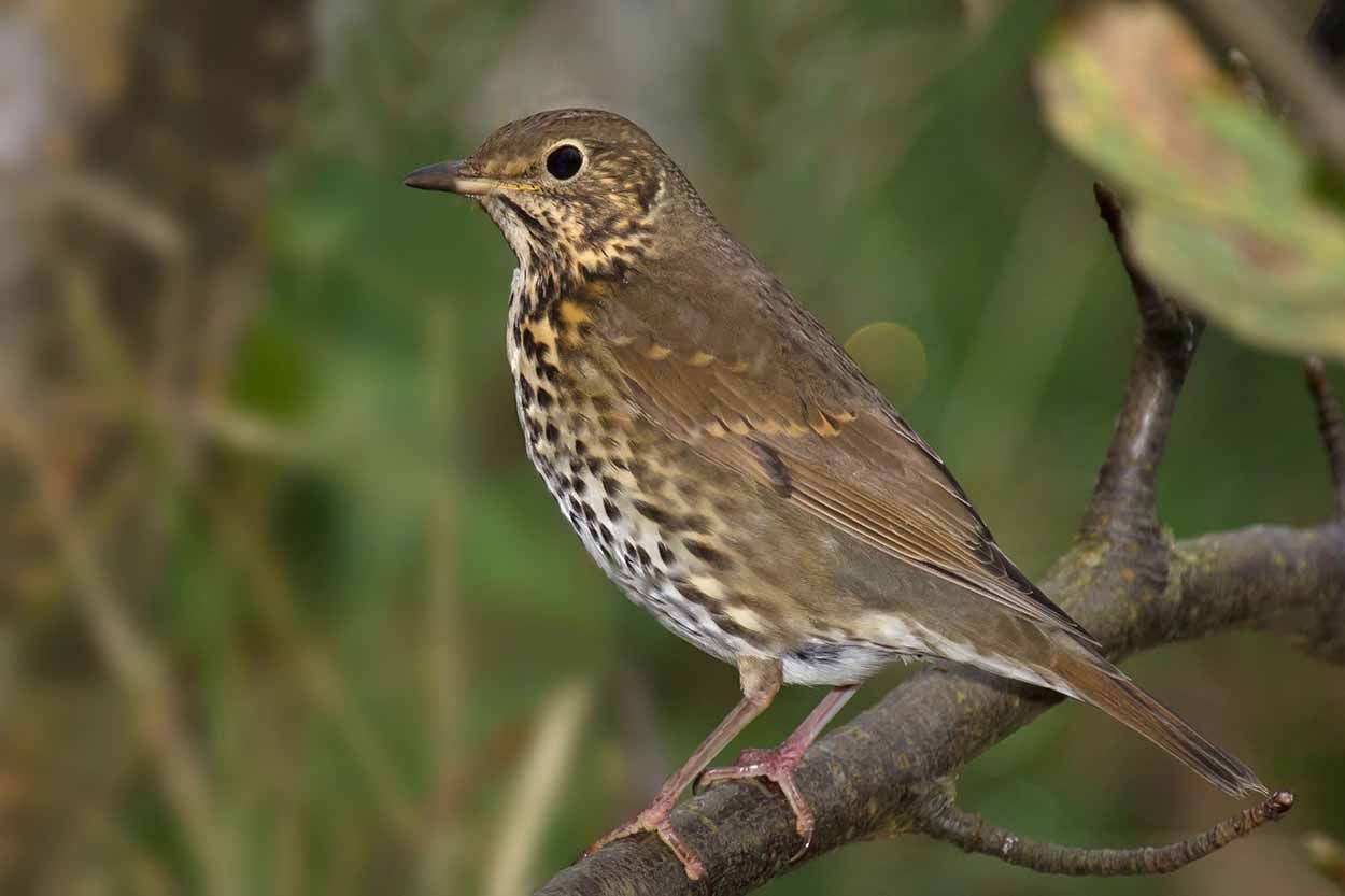 Aves frugívoras afectadas negativamente por la acción humana. Zorzal común 'Turdus philomelos' / Foto: Wikipedia