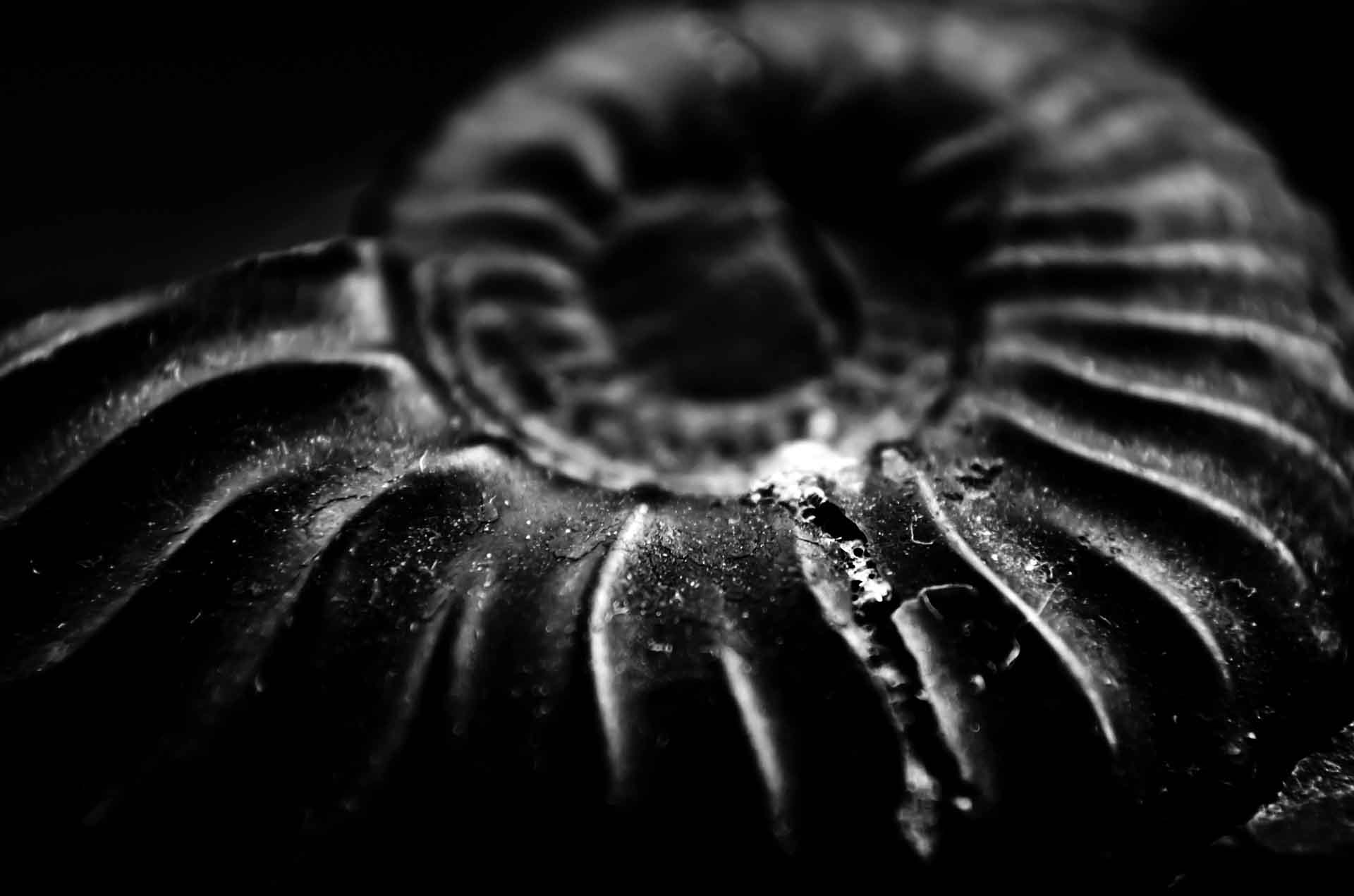 Ejemplar de fósil de amonita, uno de los invertebrados marinos subclase de moluscos cefalópodos extintos en los mares hace 65 millones de años / Foto: Pixabay