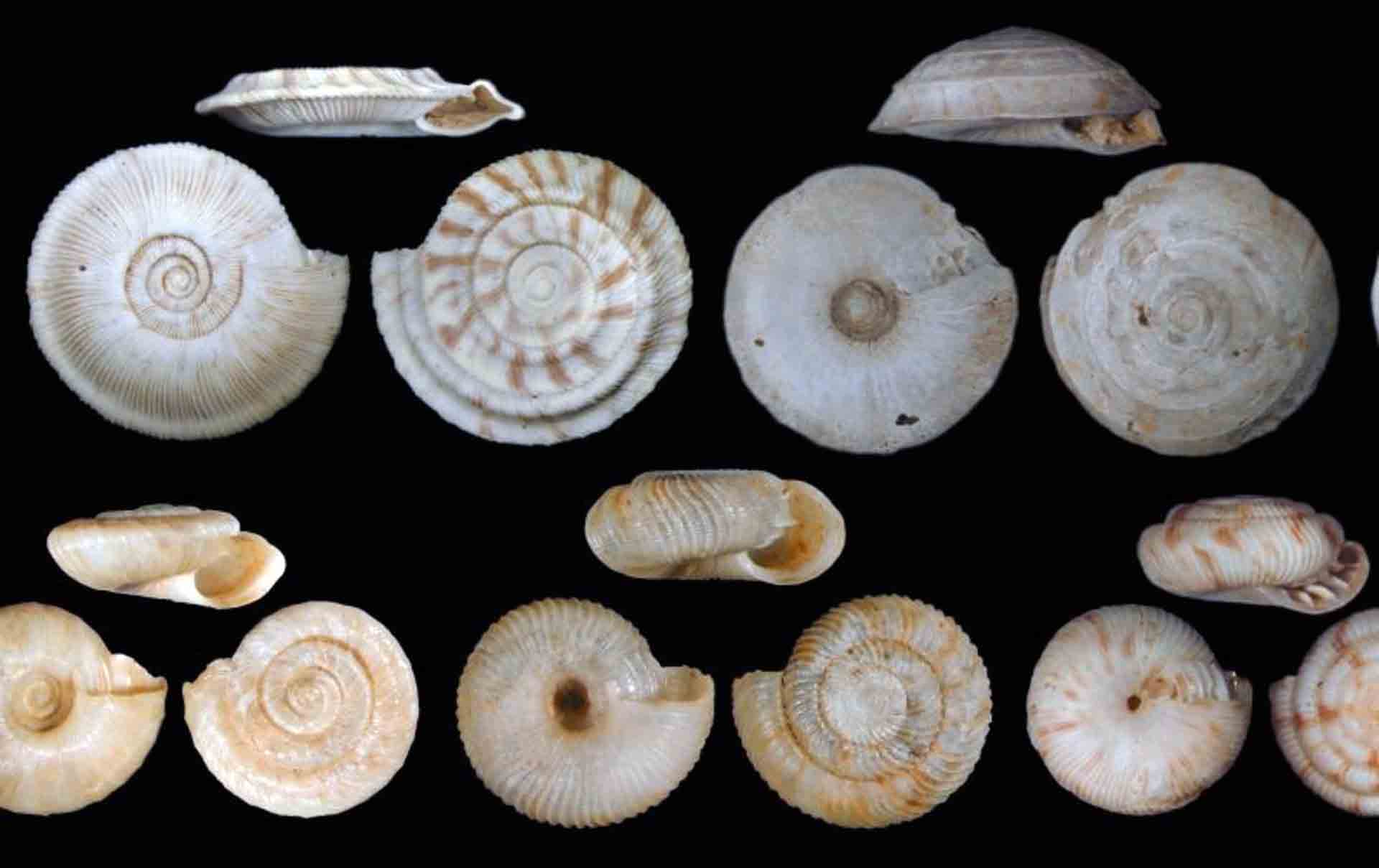 Caparazones de caracoles terrestres de Rurutu (Islas Australes, Polinesia Francesa) que recientemente extintas antes de que fueran recolectadas y descritas científicamente / Foto: O. Gargominy - A. Sartori. Caparazones de caracoles terrestres de Rurutu (Islas Australes, Polinesia Francesa) que recientemente extintas antes de que fueran recolectadas y descritas científicamente / Foto: O. Gargominy - A. Sartori.