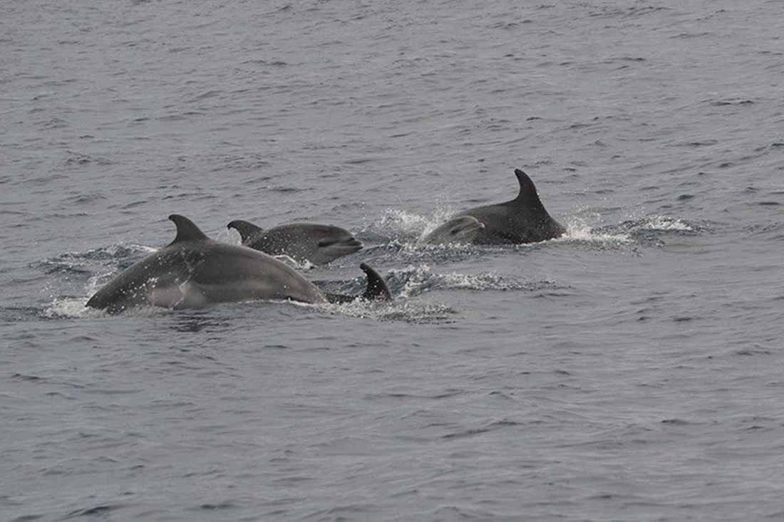 Avistamiento de un grupo de delfines mulares con crías en la zona de estudio. Cetáceos / Foto: Associació Cetàcea - EP