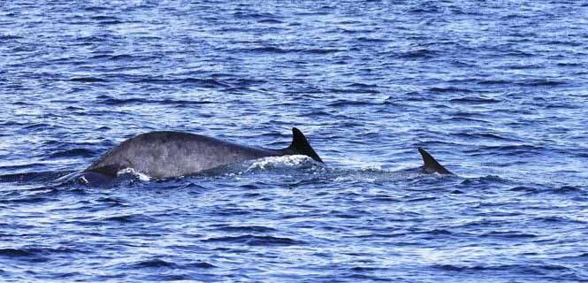 Hembra con una cría avistada en marzo de 2016 en el litoral del Garraf (Barcelona) / Foto: Edmaktub