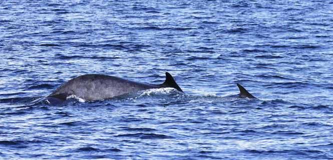 Hembra con una cría de rorcual avistadas en marzo de 2016 en el litoral del Garraf (Barcelona) / Foto: Edmaktub