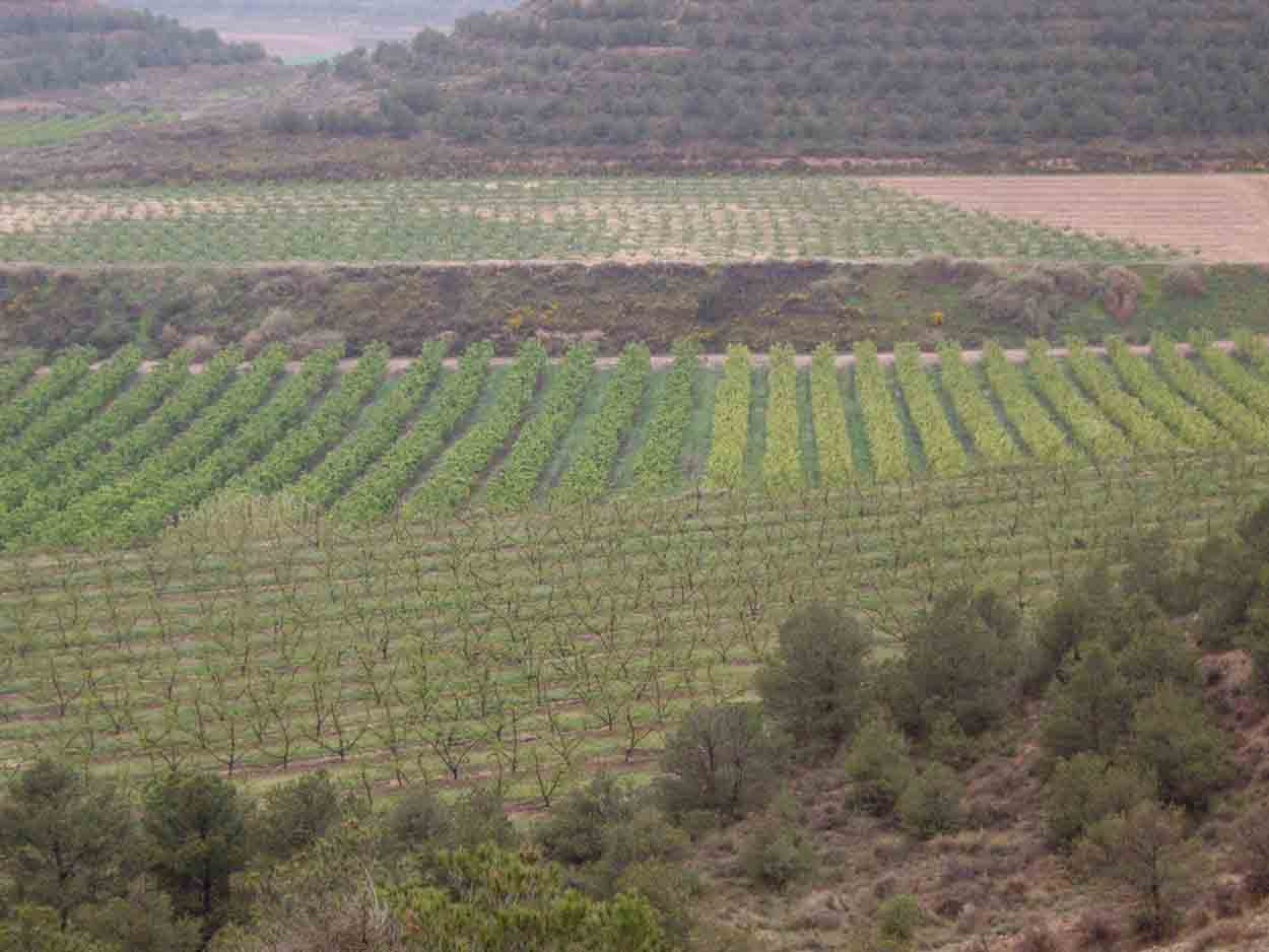 Campos de cultivo en Baleares. Contaminación por nitratos / Foto: EP