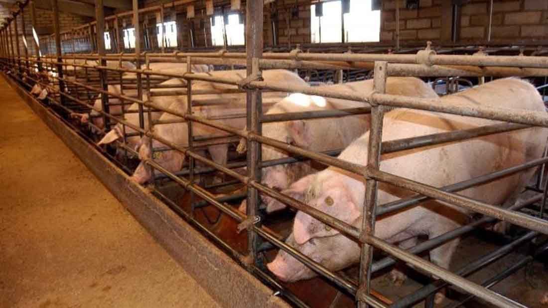 Producir carne y alimentos derivados de animales no justifica su hacinamiento / Foto: EP