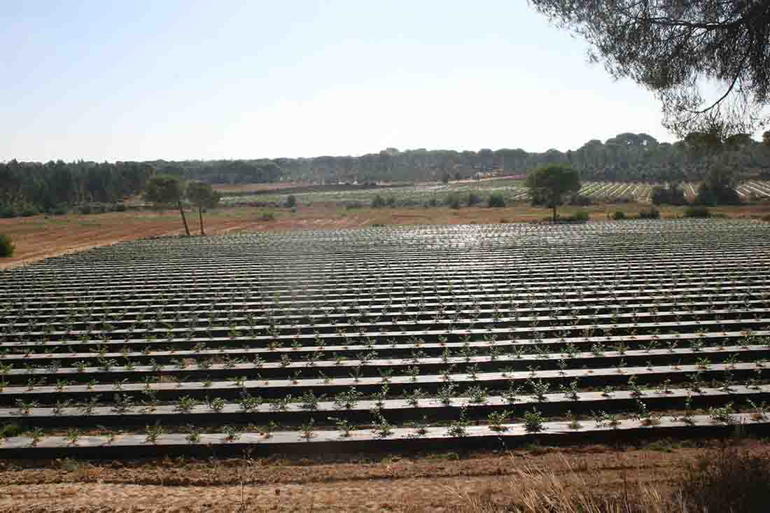 Finca de arándanos como los que se pueden encontrar en Doñana / Foto: WWF - EP