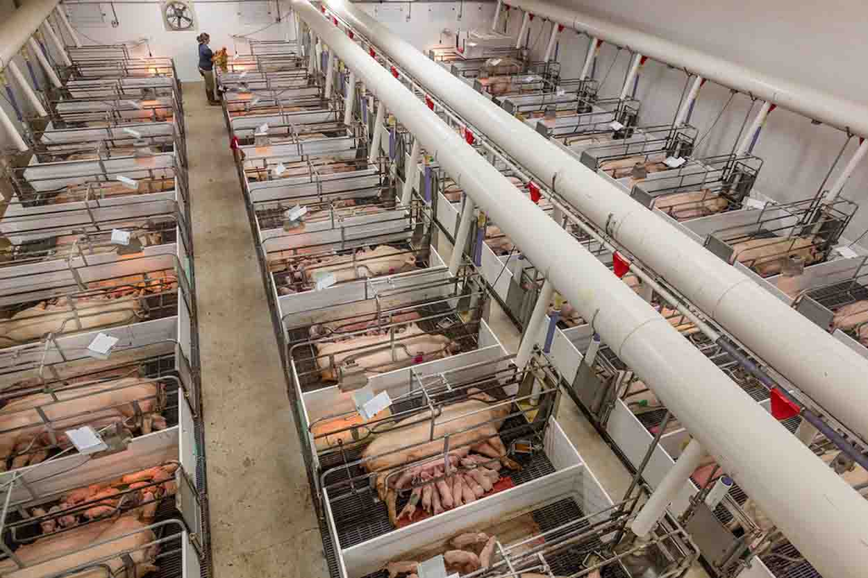 Cría de animales en jaulas en unas instalaciones porcinas