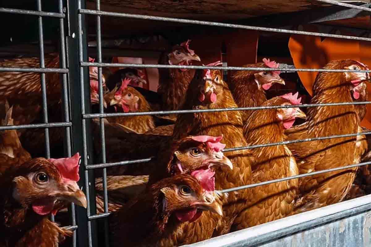 Ejemplares de gallina en jaulas en un complejo avícola / Foto: Equalia