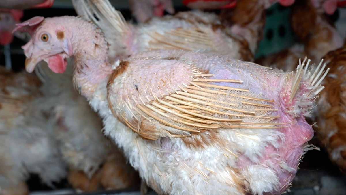 Un ejemplar de gallina desplumada en una jaula / Foto: Equalia