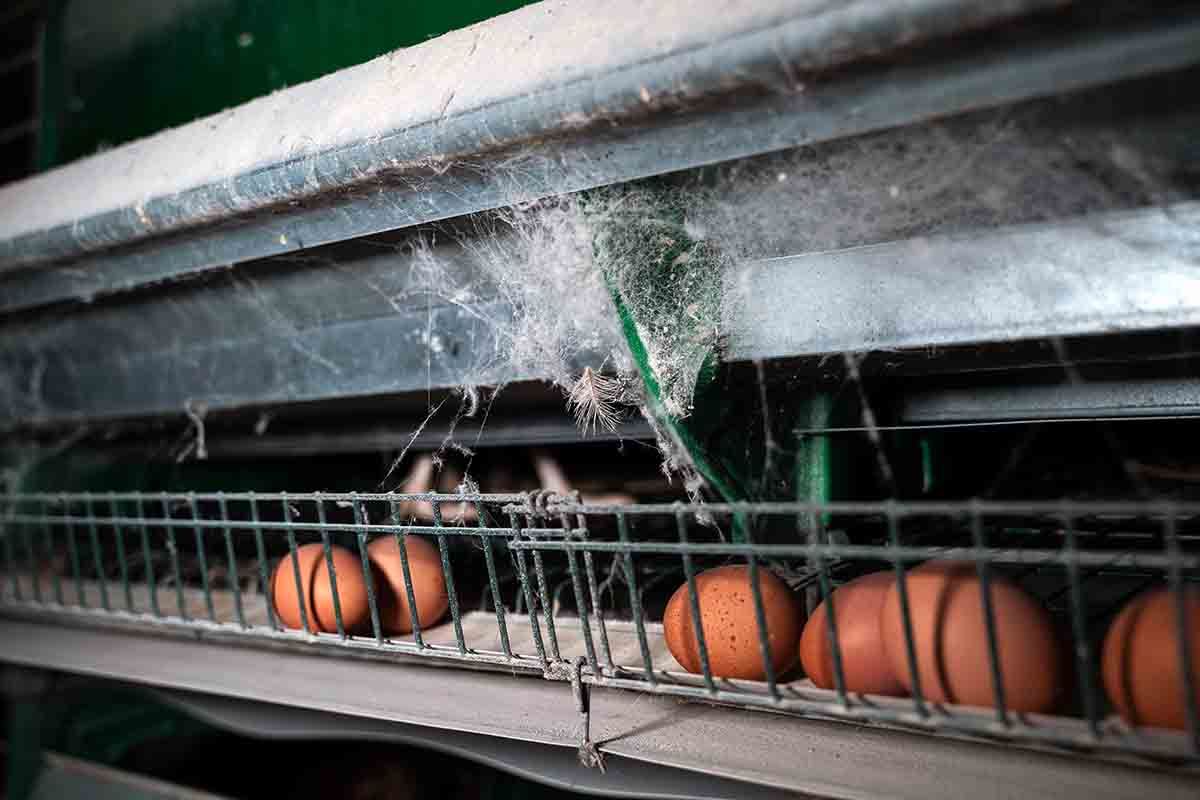 Huevos de gallinas ponedoras en un pasillo de un instalación avícola