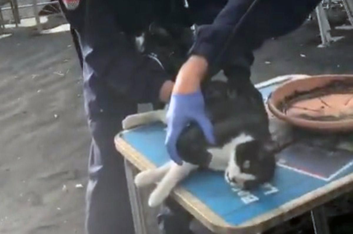 La Policía reanima a un gato inconsciente tras inhalar gases tóxicos de una zona próxima al volcán de La Palma / Foto: EP