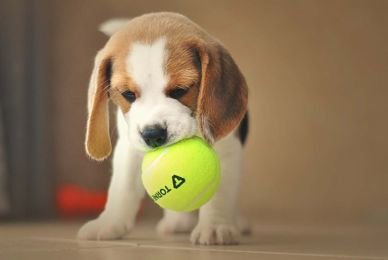 Descartan el sacrificio de 38 cachorros Beagle en Cataluña. Experimentación científica / Foto: Pixabay
