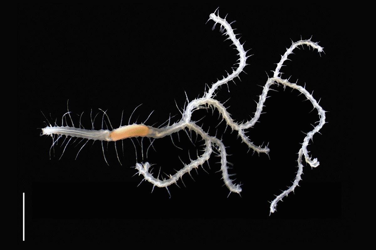 Imagen de 'Ramisyllis kingghidorahi', el nuevo gusano ramificado / Foto: Organisms Diversity & Evolution