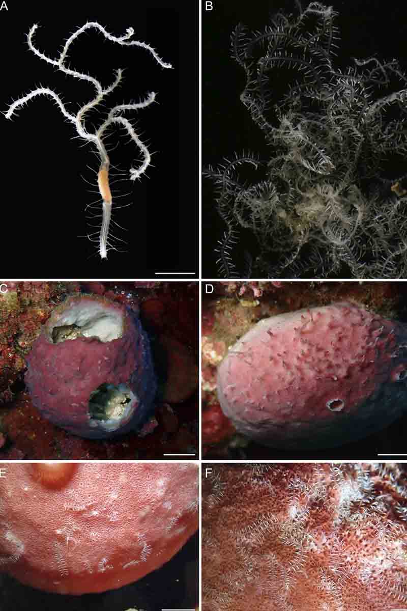 Ramisyllis kingghidorahi n. sp. y la esponja huésped Petrosia