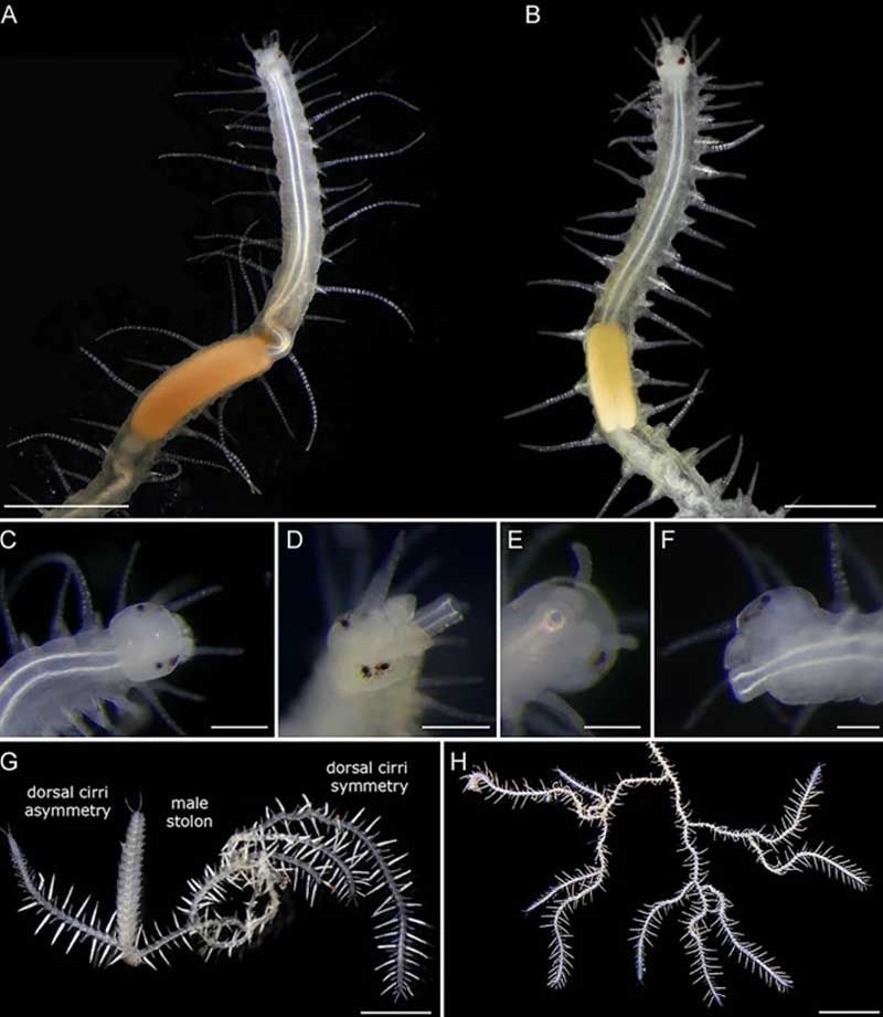 Imágenes estereomicroscópicas de especímenes vivos de Ramisyllis kingghidorahi