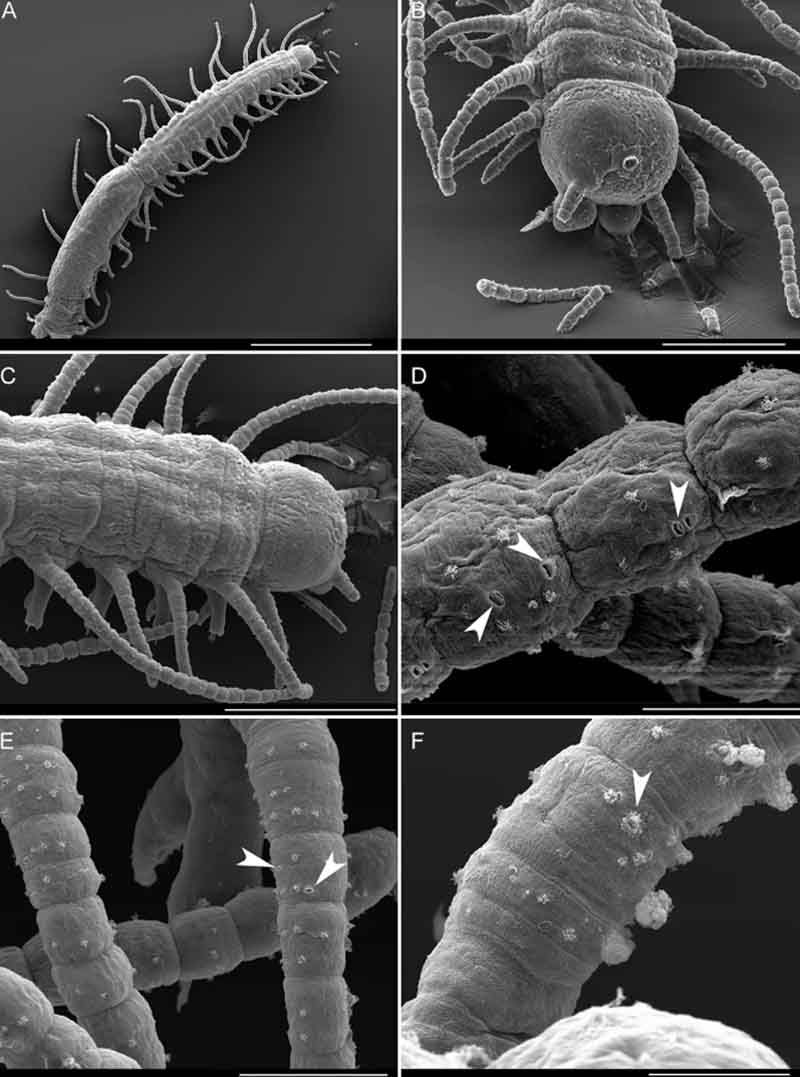 Imágenes de microscopía electrónica de barrido de Ramisyllis kingghidorahi Imágenes de microscopía electrónica de barrido de Ramisyllis kingghidorahi