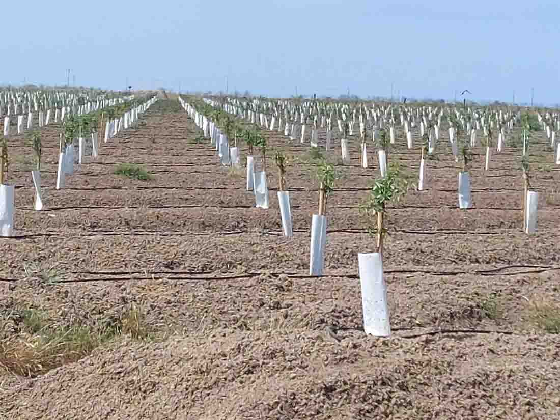 Las marismas del norte de Doñana "transformadas" en campos de tomates. En contra de la proposición de legalizar regadíos ilegales / Foto: WWF España - EP