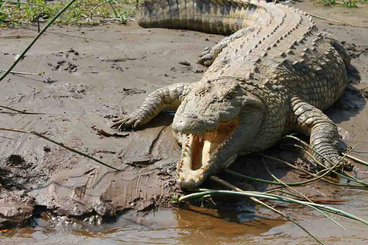 Ejemplar de cocodrilo predador semiacuático del Nilo / Foto: Pixabay