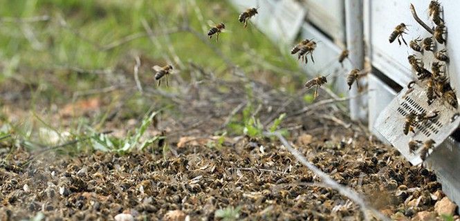 El uso masivo de plaguicidas mata miles de himenópteros / Foto: GP