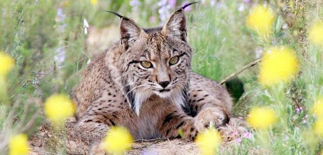 Ejemplar de lince ibérico / Foto: EP