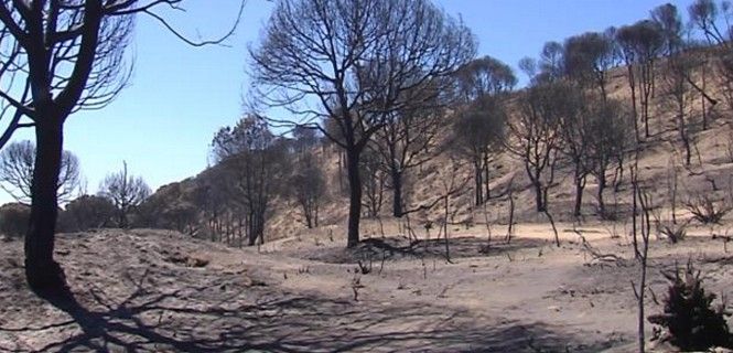 Área calcinada del incendio de Moguer, Huelva / Foto: EP