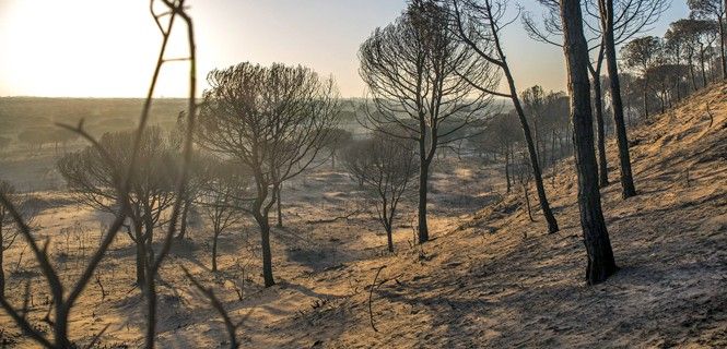 Bosque arrasado por el incendio en Moguer, Huelva / Foto: EP