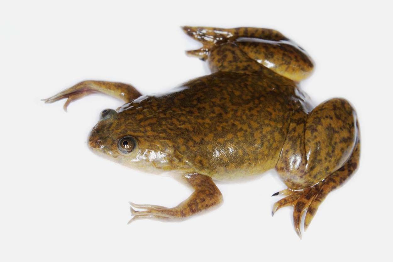 Una rana de uñas africana (Xenopus laevis). Ranas regeneren sus extremidades amputadas / Foto: Wikipedia