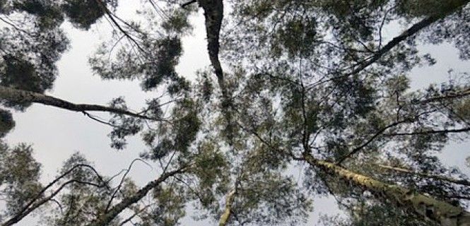 Copas de eucaliptos de una zona arbolada en Portugal / Foto: Luciano Lrs.