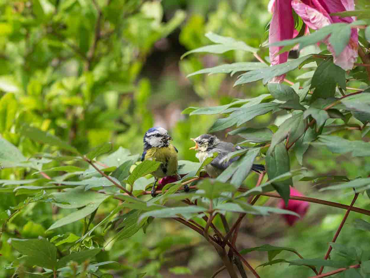 El canto de las aves es cada vez más simple  / Foto: Pixabay