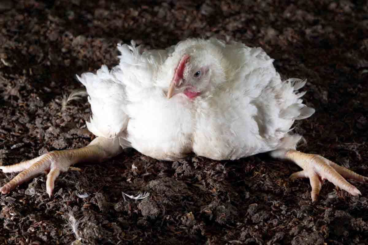 Un pollo de cría y engorde con severas patologías y problemas de salud / Foto: Equalia
