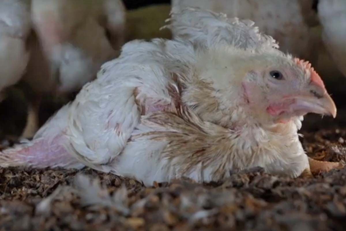 Imagen del vídeo de Equalia en la que aparece un pollo con problemas graves de salud y fal de bienestar animal / Foto: Equlia