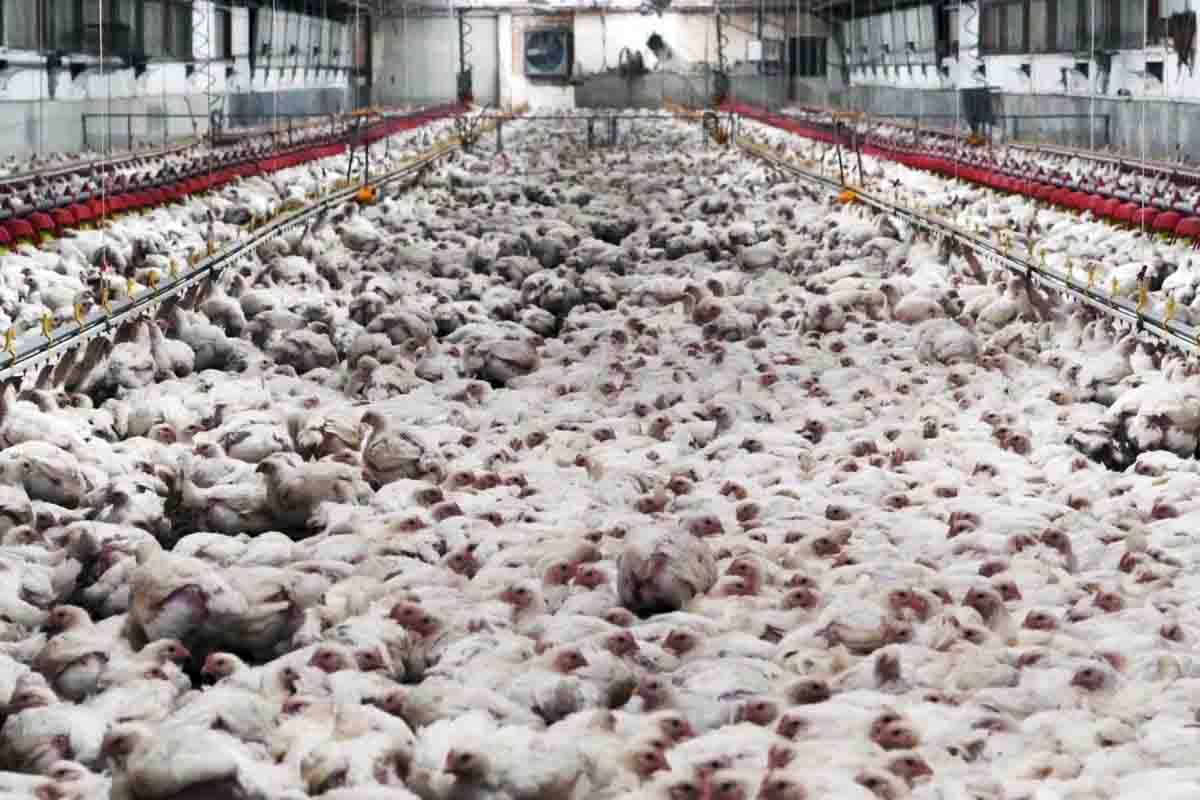 Pollos amontonados en unas instalaciones de ganadería industrial avícola Pollos amontonados en unas instalaciones de ganadería industrial avícola