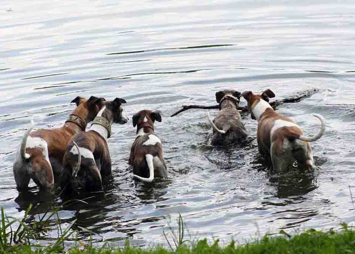 Piden no excluir a perros de caza de la Ley de protección animal / Foto: Pixabay