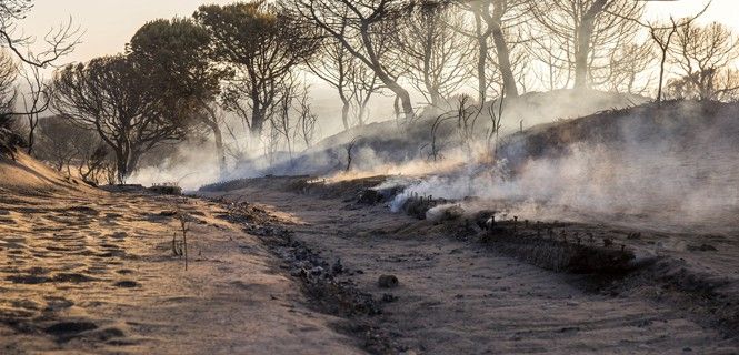 Restos del incendio del término municipal de Moguer (Huelva) / Foto: EP