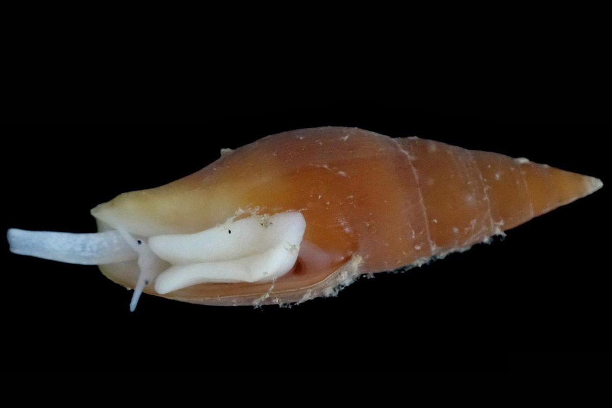 Epistocomitra angelesae, un molusco gasterópodo de apenas dos centímetros de largo que habita en fondo arenosos con restos de coral muerto en montañas submarinas entre 250 y 320 metros de profundidad