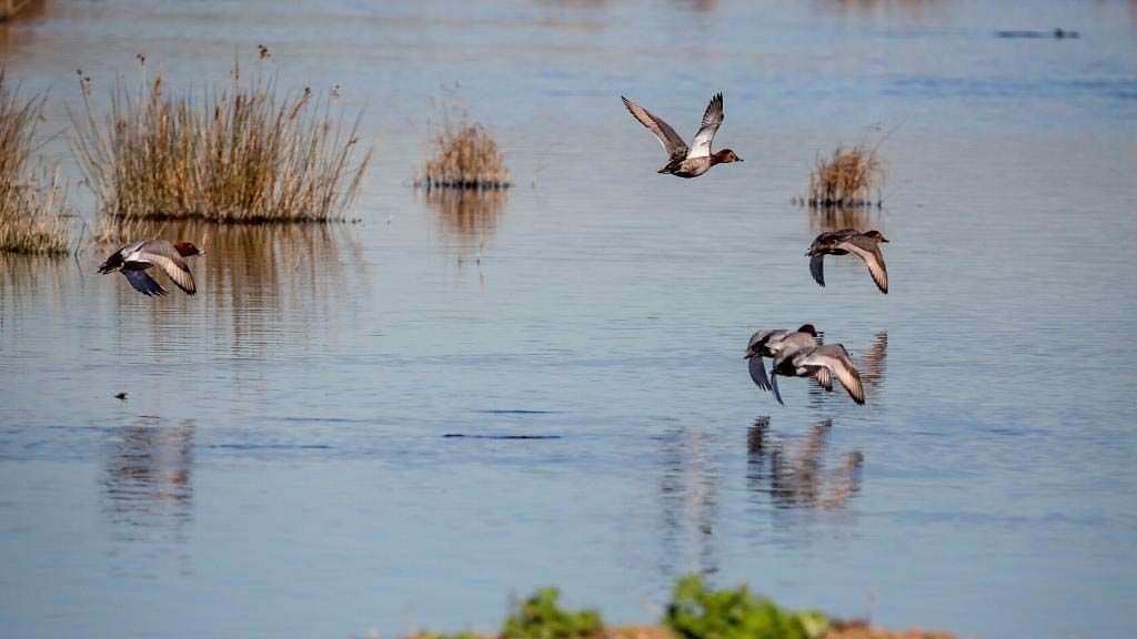 Un grupo de aves sobrevuela un ecosistema acuático del Delta del Llobregat / Foto: EP