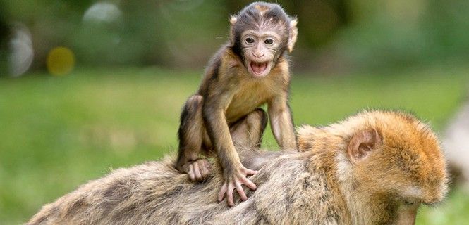 Bebé mono macaco / Foto: Blick Pixel
